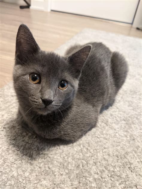 Best Cat Loaf Images On Pholder Catloaf Cute And Aww