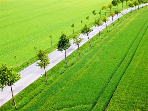 Green Fields With Trees Alley And Road Stock Photo Image Of Lines