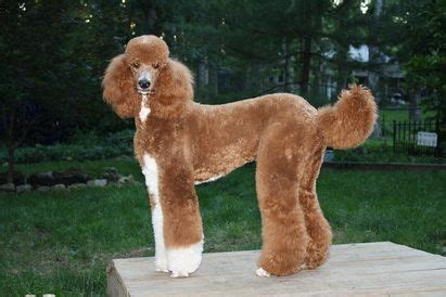 The original of the three poodle varieties, they were originally bred to be retrievers. Red & White Standard Poodle Kitsue Poodles | Poodle ...