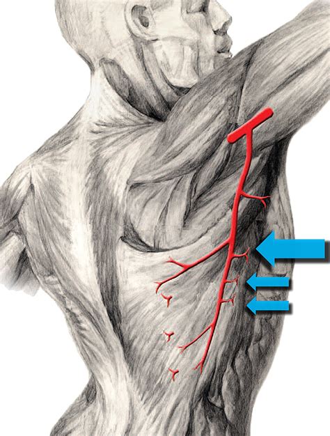 Latissimus Dorsi Extension Of Arm Human Anatomy