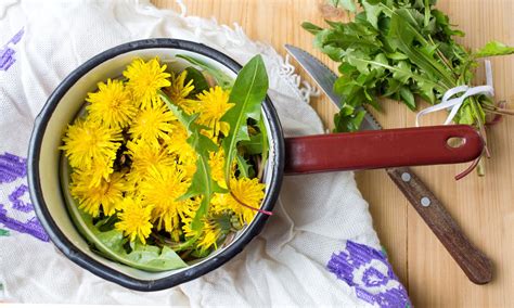 How To Grow And Harvest Dandelion Greens