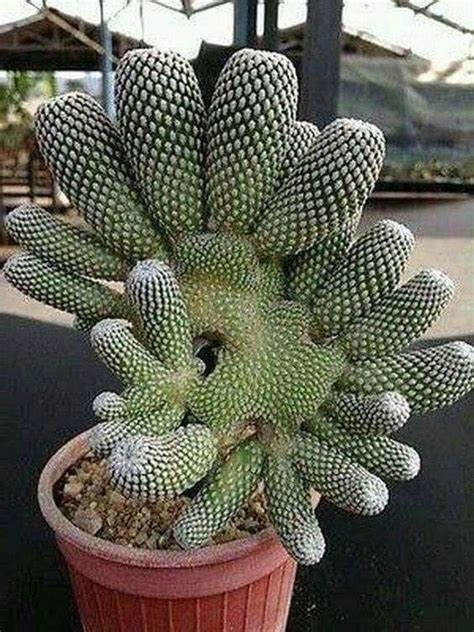 Interesting Unusual Succulents 1000 In 2020 Cactus Plants Rare
