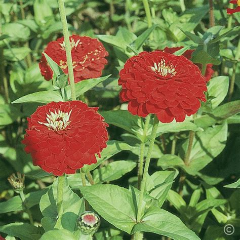 Zinnia Benarys Giant Deep Red Seeds The Seed Collection