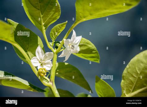 Bell Pepper Plant Flower Stock Photo Alamy