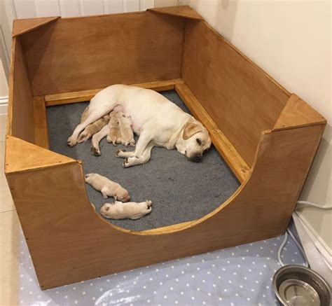 Fun, magical and full of possibilities, tespo playpen helps you create a world for your pets by your own hands. Whelping Box Construction Plans | Dog whelping box, Whelping box, Whelping puppies