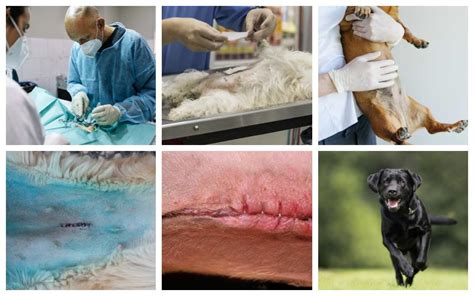 Spay Incision Infections In Dogs W Pictures And Vet Info