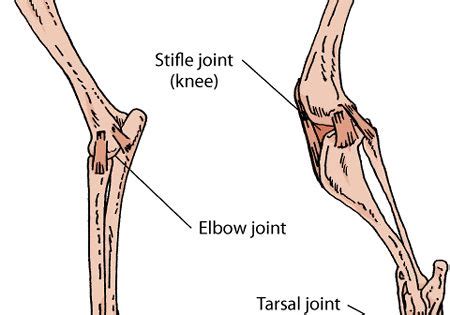 Most of the animals have the same bones, although some are shaped differently and placed in different positions. Simplified diagram of labeled joints evident in the foreleg and hind-leg of a dog. | Animal A&P ...