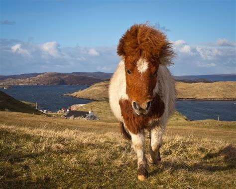 Travel Shetland Islands Great Britain Horses