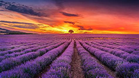 Beautiful Nice Lavender Colorful Flowers Field In Fog Mountains
