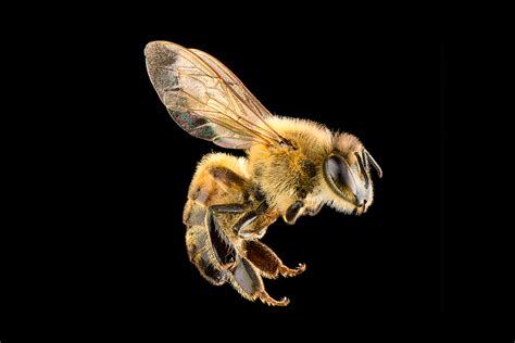 Bumblebee Insect Stinger How And Why Honey Bees Make The Ultimate
