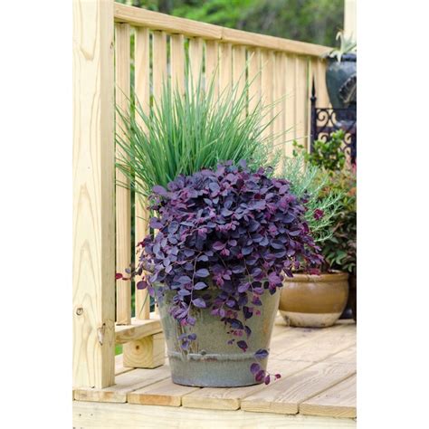 Southern Living Plant Collection 2 Pack Pink Purple Pixie Loropetalum