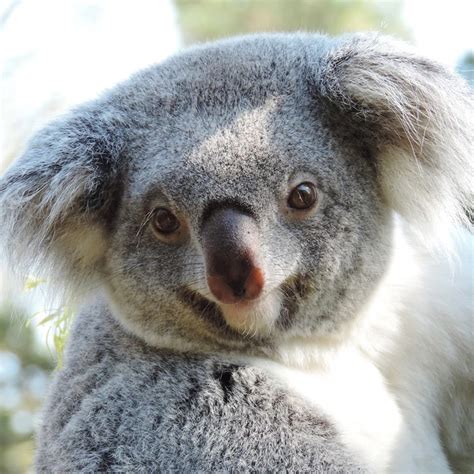 Koala Bear Koala Smiling Animals