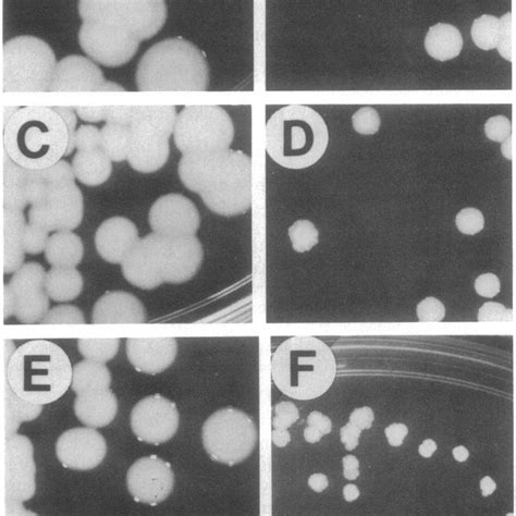 Colony Morphology Of The Ros Mutant A C And E Wild Type Strain