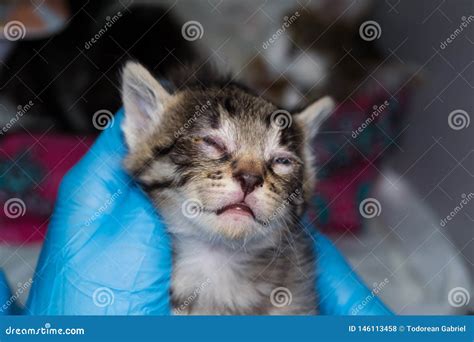 Kitten With Conjunctivitis Holded In The Hands Of A Veterinarian Stock