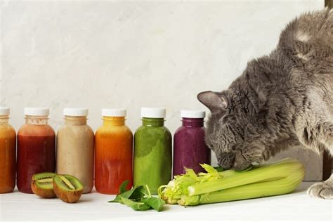 Are pineapples safe for cats to eat? Can Cats Eat Celery? What You Need to Know! - ExcitedCats