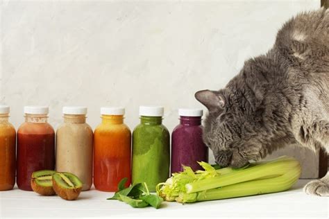 Can Cats Eat Celery? What You Need to Know! - ExcitedCats
