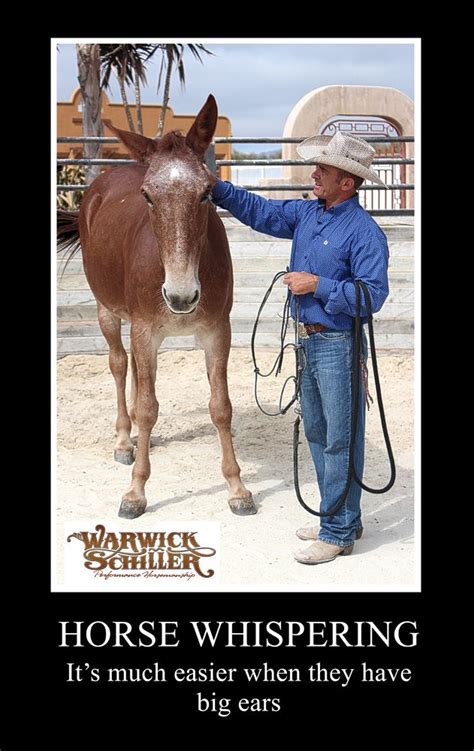 Inspirations Warwick Schiller Horses Show Jumping Horses Horse Quotes
