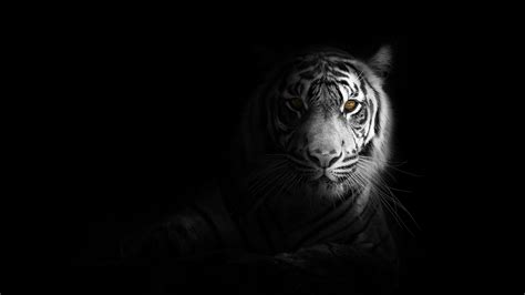 Angry White Tiger Wallpaper Hd 1080p 1 Hd Wallpaper 4k Free