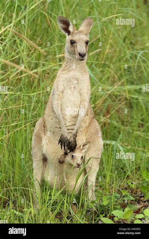 Kangaroo Spring Hi Res Stock Photography And Images Alamy