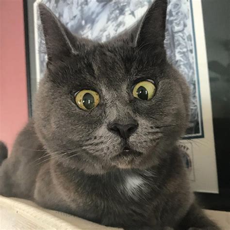 Surprised Cats Animals