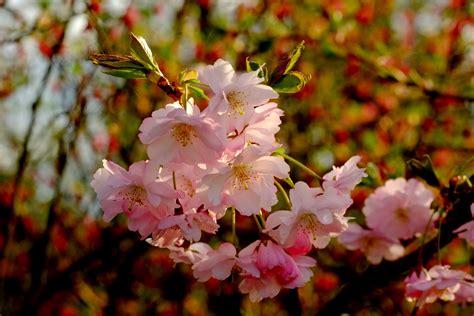 Beautiful Cherry Blossom Branch Wallpapers Top Free Beautiful Cherry