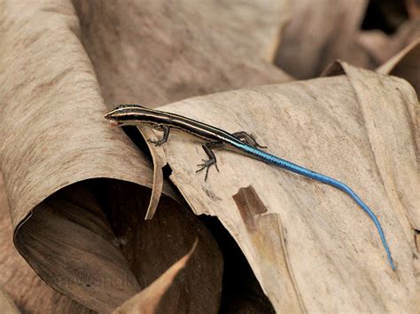 Pacific Bluetail Skink Project Noah