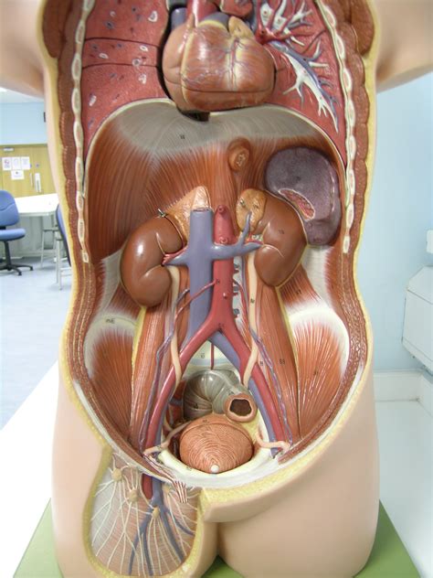 We'll identify as many organs as we can, see how they fit into. Week 107 - kidneys, nearby viscera and the nervous system ...