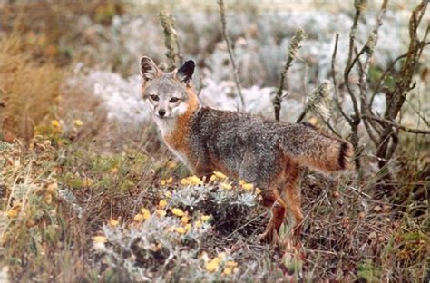 Island Gray Fox Canid Wiki Fandom