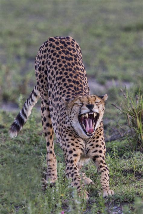 Cheetah In Tanzania Big Stretch And Yawn