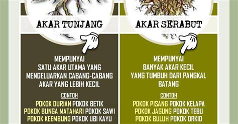 Minggu, 31 mei 2020 06:38. Tuisyen Individu Home Tuition #1 Kelantan: CIRI-CIRI FIZIKAL TUMBUHAN(SAINS TAHUN 3)