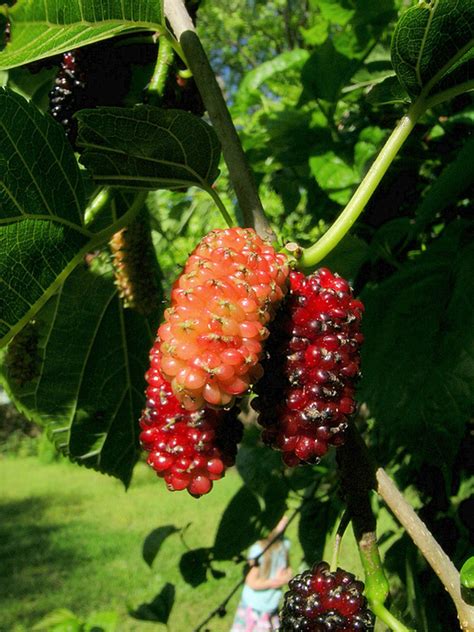 Mulberries bloom late, so they don't get zapped by frost. You Should Pick Mulberries