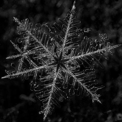 17 best images about snowflakes snow crystals frost ice on pinterest snowflakes macro photo