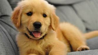 Sad Golden Retriever Puppies Scientists Take A Peek Behind Those Sad
