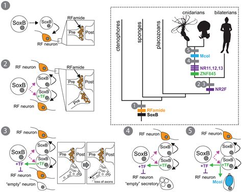 Las Células Urticantes De Las Medusas Contienen Pistas Sobre La