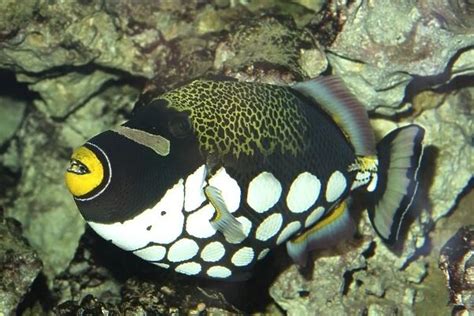 White Blotched Triggerfish Widespread Among Shallow Coral Photos