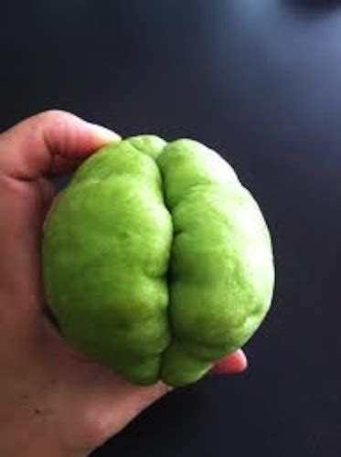 20 Fruits And Vegetables That Look Suspiciously Sexual First We Feast