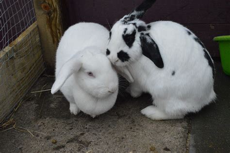 Daphne And Donna Young Female Bonded Pair Looking For A New Home At