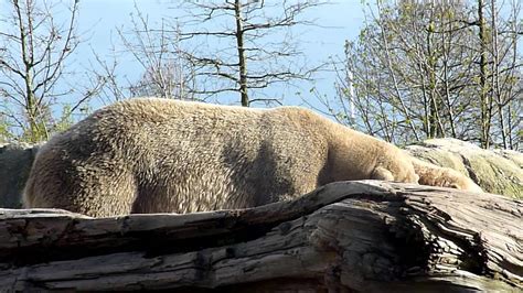 Parende Ijsberenpolar Bears Mating Youtube