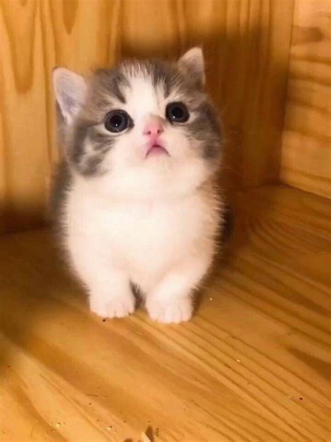 Baby cats are amazing creature because they are the cutest. Pin by Mona Moni on Gatti | Cute baby cats, Cute funny ...