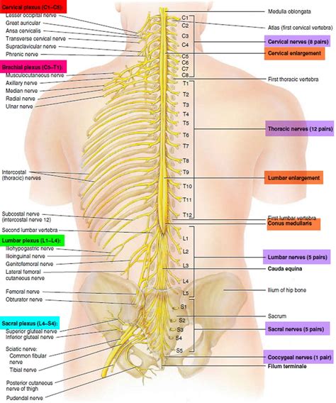 Spinal Cord Anatomy Nerves Impulses Fluid Vertebrae Dermatomes Porn Sexiz Pix