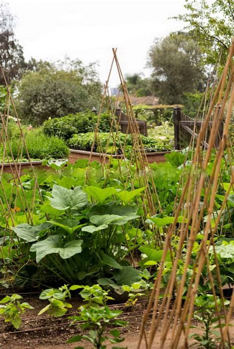 18 Of The Most Amazing Edible Kitchen Garden Ideas Youll Love