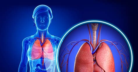 Sistema Respiratorio Anatomia Humana