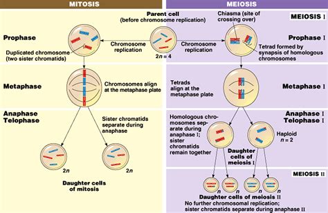 Compares Meiosis And Mitosis For A Cell With Two Sets Of Homologous