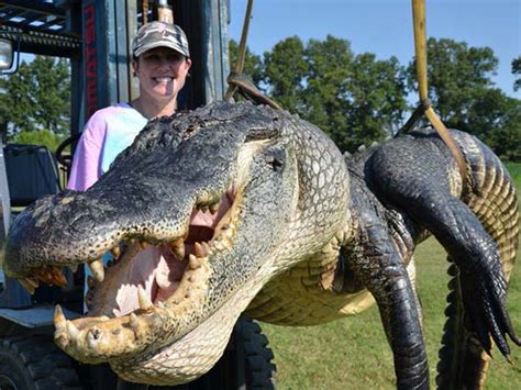 Two Alligators Topping 720 Pounds Each Caught In Mississippi Ncpr News