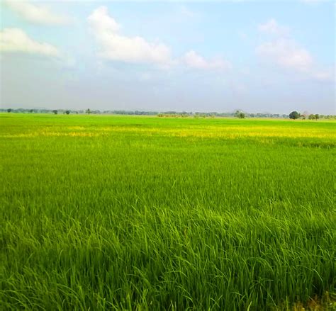 Sawah Padi Rotendaokabgoid