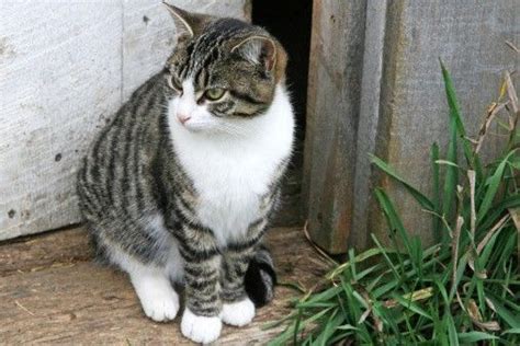 Cat Breeds White And Tabby Pets Lovers