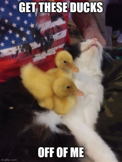 Ducks Cats Memes And S Imgflip
