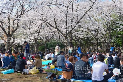 Sakura Picnic Stock Photo Download Image Now Hanami Beginnings
