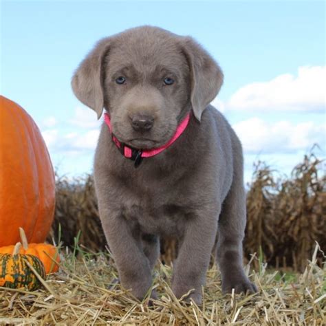 The most common silver lab puppies material is metal. Silver Labrador Retriever Puppies For Sale | Greenfield ...