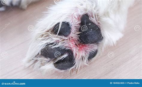 Foot Of Dog With Painful Itchy And Inflamed Wounds In The Paws Pet